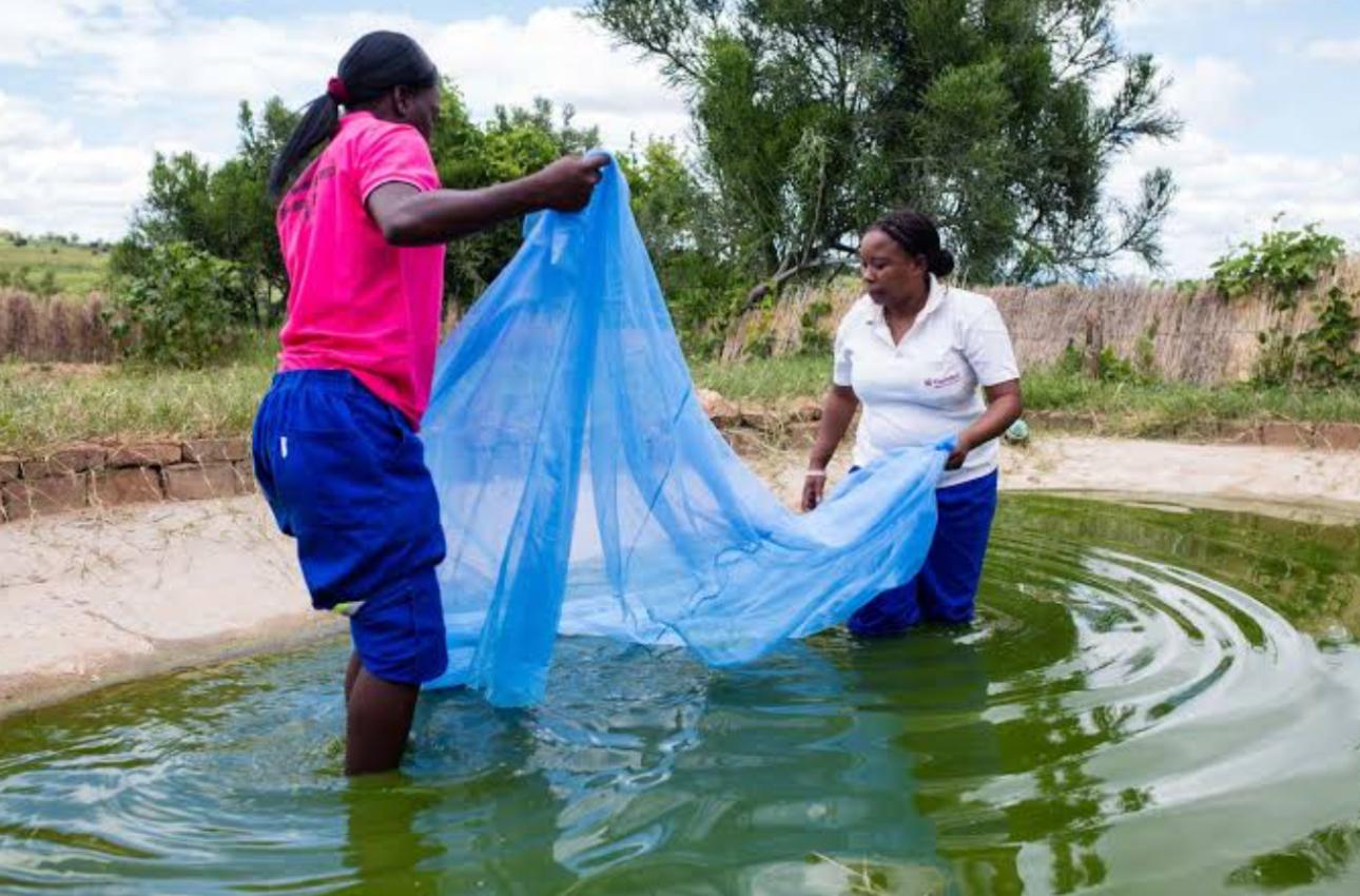 Pond Management Training - comprehensive sessions across rural communities